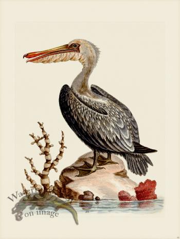 Edwards 093 Pelican of America